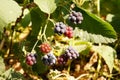 Wild blackberry berries ripes on branch Royalty Free Stock Photo