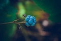 Wild BlackBerry berry macro photo