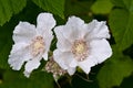 Wild Blackberry Blossoms Royalty Free Stock Photo