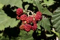 Blackberries in nature branch Royalty Free Stock Photo