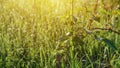 Wild blackberry branch with morning dew and sunlight Royalty Free Stock Photo