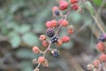 WILD BLACKBERRY BRUSH WITH RIPE BERRIES Royalty Free Stock Photo