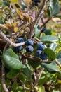 Wild blackberry bush with black and red berries Royalty Free Stock Photo