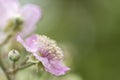 Wild blackberry flower close up Royalty Free Stock Photo