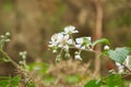 A Wild Blackberry flowers. Rubus ulmifolius, elm leaf blackberry or thornless blackberry in irish forest.