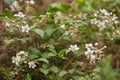 A Wild Blackberry flowers. Rubus ulmifolius, elm leaf blackberry or thornless blackberry in irish forest.