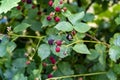 Wild blackberry, forest blackberry, berry, berry bush, wild berry, red berry, forest Royalty Free Stock Photo