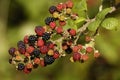 Wild Blackberry fruit Royalty Free Stock Photo