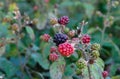 Wild blackberry fruit Royalty Free Stock Photo