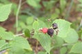 Wild blackberry fruits, ripe and ripening in a same inflorescenc