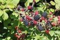 Wild blackberry, ripe and unripe fruits Royalty Free Stock Photo