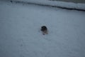 blackbird eating apple in the deep snow