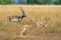 wild blackbuck or antilope cervicapra or indian antelope herd group family together in pattern in grassland of tal chhapar