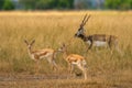 wild blackbuck or antilope cervicapra or indian antelope herd group family together in pattern in grassland of tal chhapar