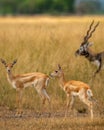 wild blackbuck or antilope cervicapra or indian antelope herd group family together in pattern in grassland of tal chhapar