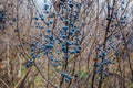 Wild blackthorn. Blue blackthorn berries on the branch at the late fall