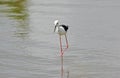 Wild blackwinged stilt