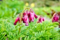 Wild bleeding-heart Dicentra eximia