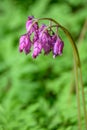 Wild Bleeding Heart with pink flowers blooming in the woodland Royalty Free Stock Photo