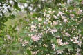 Wild blooming bush of Tatarian Honeysuckle Lonicera tatarica with pink flowers