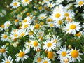 Wild blooming chamomile flowers