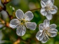 Wild blooming of colors and smells on a Sunny spring day