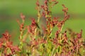 Wild blooming common Sorrel Royalty Free Stock Photo