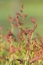Wild blooming common Sorrel Royalty Free Stock Photo