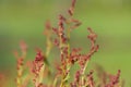 Wild blooming common Sorrel Royalty Free Stock Photo