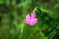 A wild blooming Dianthus plant