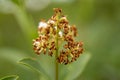 Wild blooming flower close-up