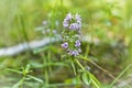 Wild blooming fragrant thyme close up on a blurred background