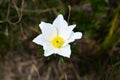 Pulsatilla scherfelii in bloom