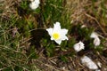 Pulsatilla scherfelii in bloom