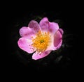 Wild blooming rose on dramatic black background