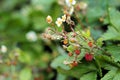 Wild blooming strawberry plant with green leaves and ripe berries Royalty Free Stock Photo