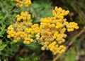 In the wild, the blooms Helichrysum arenarium Royalty Free Stock Photo