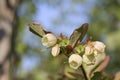 Wild bluberry flowers