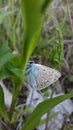 A wild blue butterfly watching us