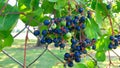 Blue Berries on Vine Royalty Free Stock Photo