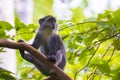 Wild blue or diademed monkey Cercopithecus mitis primate in a evergreen montane bamboo jungle habitat Royalty Free Stock Photo