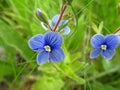 Wild blue flower in the grass on the meadow