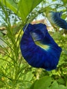 Wild blue flowers in the garden home