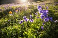 Wild blue flowers in mountains