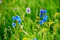 The wild blue flowers Royalty Free Stock Photo