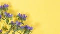 Wild blue flowers on yellow as a frame, top view, place for text, mockup for greeting card Royalty Free Stock Photo