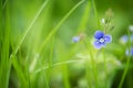 Wild blue gepsyweed or Veronica germander flower in the meadow. Close up Royalty Free Stock Photo