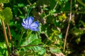 A wild blue Geraniaceae shining in the autumn Royalty Free Stock Photo