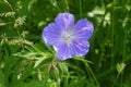 Close up of a single Wild Blue Geranium