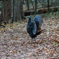 Wild blue head female turkey waving wings